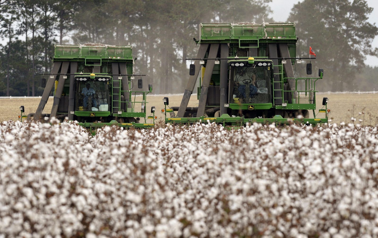 Mechanical cotton harvesters in action