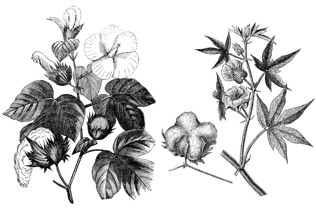 Cotton Plant botanical prints
